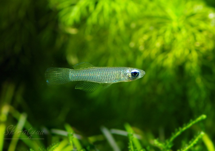 熱帯魚 アフリカン ランプアイ 10匹 熱帯魚 メダカ類 卵性メダカ Aqua F東京店通販ショップ