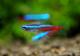 ��Ǯ�ӵ��ۡ��ͥ���ƥȥ顡WILD���ȥڥ롼�ɡ�5ɤ