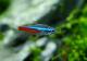 ��Ǯ�ӵ��ۡ��ͥ���ƥȥ顡WILD���ȥڥ롼�ɡ�5ɤ