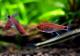 ��Ǯ�ӵ��ۡ��ǥ����ץ�åɥۥ���ƥȥ顡WILD��5ɤ