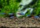 ��Ǯ�ӵ��ۡ��ͥ���ƥȥ顡WILD���ȥڥ롼�ɡ�5ɤ