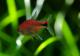 ��Ǯ�ӵ��ۡ��ǥ����ץ�åɥۥ���ƥȥ顡WILD��5ɤ