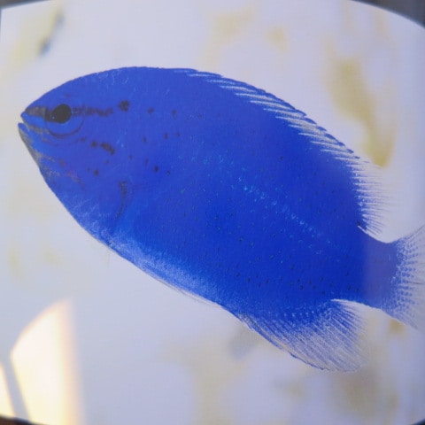 �񻺡����Х�ȥ����������2-4��