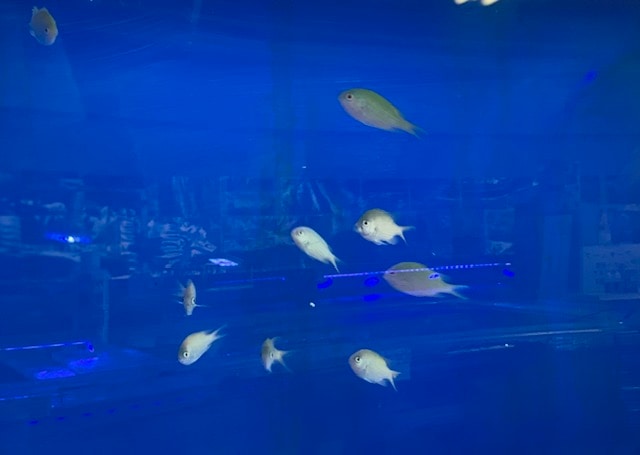 �ǥХ����ᡡ2-4�ѡ���pacificocean