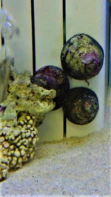 ���å���������5ɤ        pacificocean