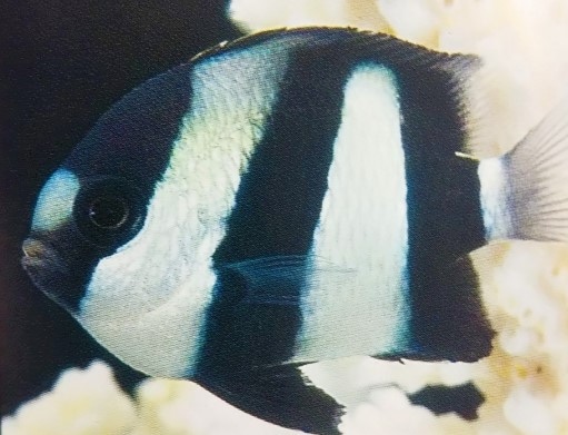 �񻺡��ߥ�����奦���奦�����ᡡ��2-4��