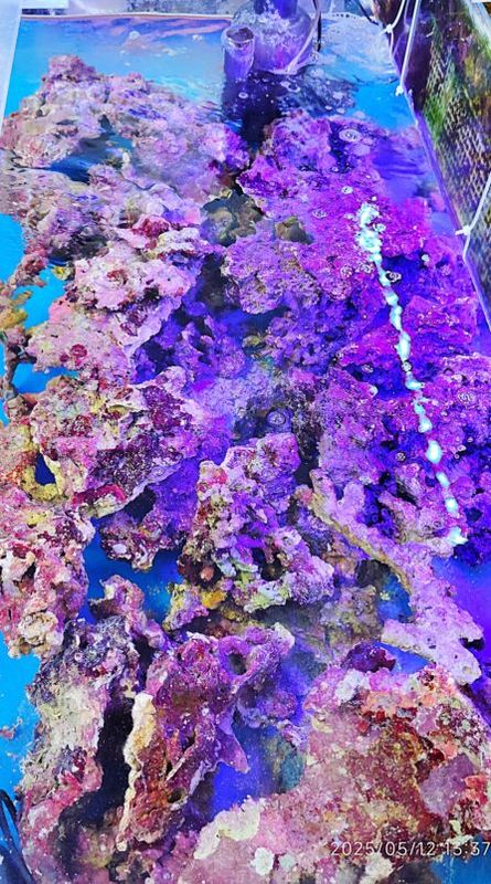 S졼ɡ˾饤֥å󣳣1ʬ̵