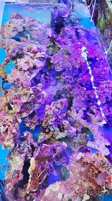天然ライブロック　大　中　Sグレード　海水魚用 楽天市場】（海水魚）Sグレードライブロック SSサイズ