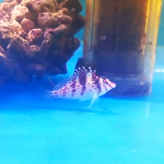 海水魚飼育日記2006年2月
