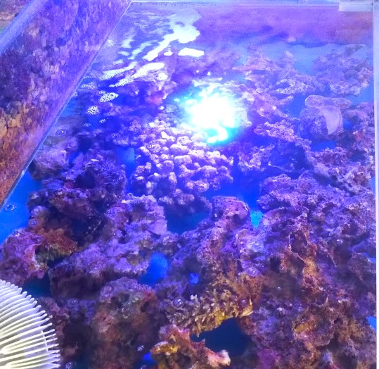 Sグレード ライブロック 1キロ (大) 1個 < 最高級 深場ライブロック