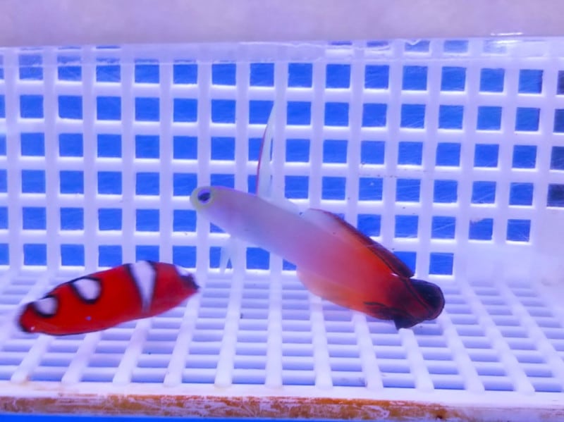 �ܸ��绺�����ϥ����ƥϥ����졡����4-7������