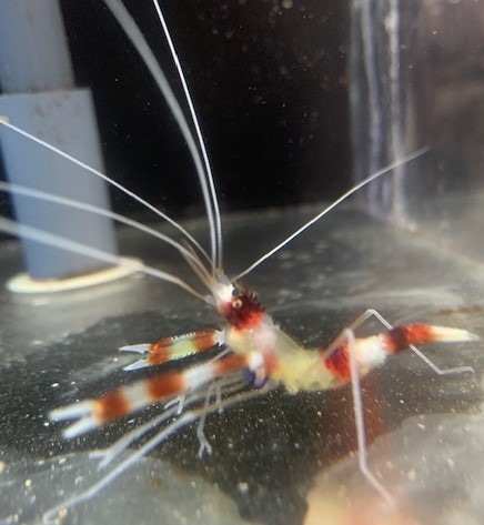 ���ȥҥᥨ�ӡ���3-5�ѡ�����pacificocean