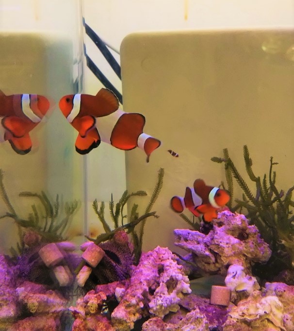 ���컺�������쥯�ޥΥߡ��ڥ�����