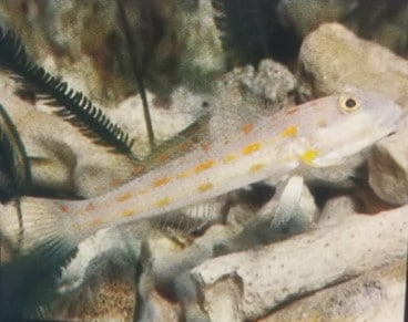 �����������ȥ�ϥ�����6-9�����塡��