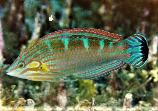 カザリキュウセン 5-8㎝ pacificocean 沖縄在庫 < ギンポ/ハゼ/ベラ類