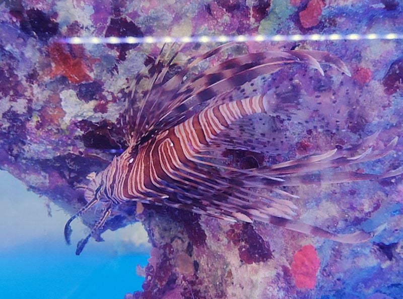 �ϥʥߥΥ�����������10-15�����塡�������컺��