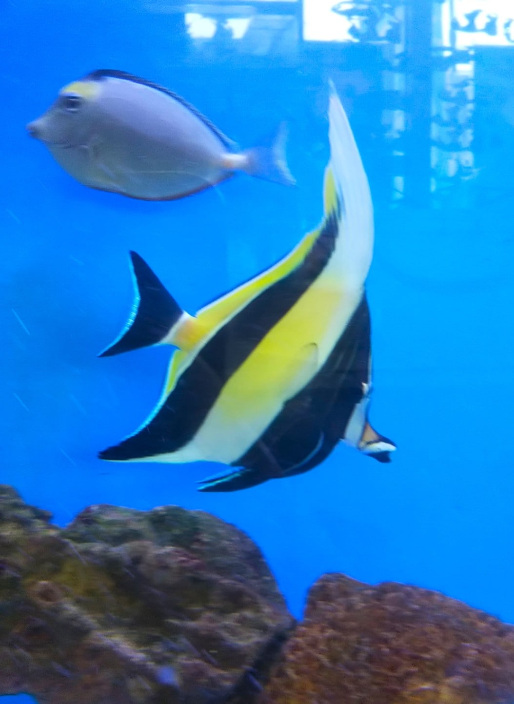 海水魚 石垣島産 ツノダシ沖縄 6-9㎝ サンプル画像になります < すべての商品