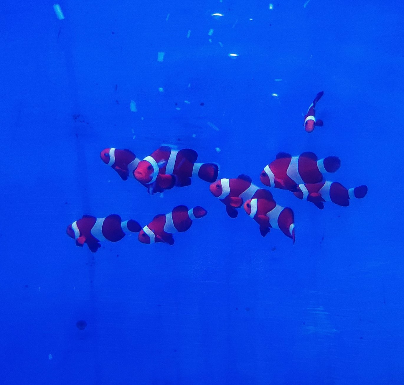 沖縄産 カクレクマノミ 3-5㎝ < すべての商品 | アクアマリンふじみ野