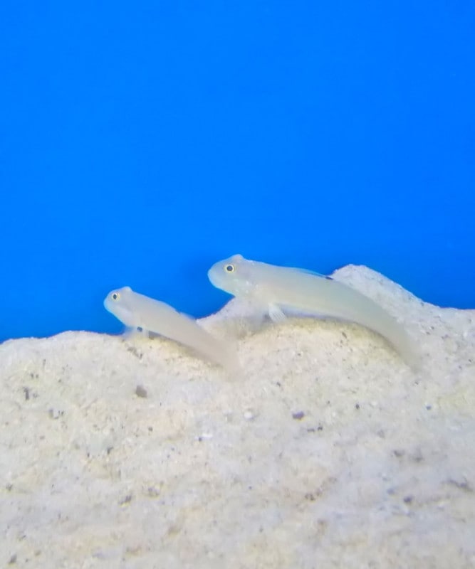 �Х껺���ߥ����ޥϥ�������5-9�ѡ�