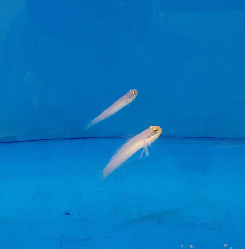 �����ϥ��ϥ���������6-9�ѡ��������컺������