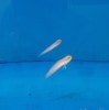 アカハチハゼ　　　　6-9　　　沖縄産　　　