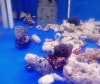 ヤドカリ　　2-5前後　　　５匹セット
