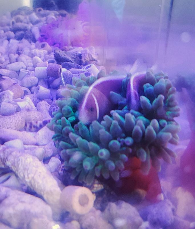 컺ϥʥӥ饯ޥΥߡڥ