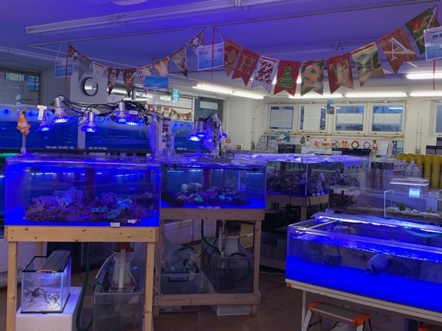 ���������å��罸��