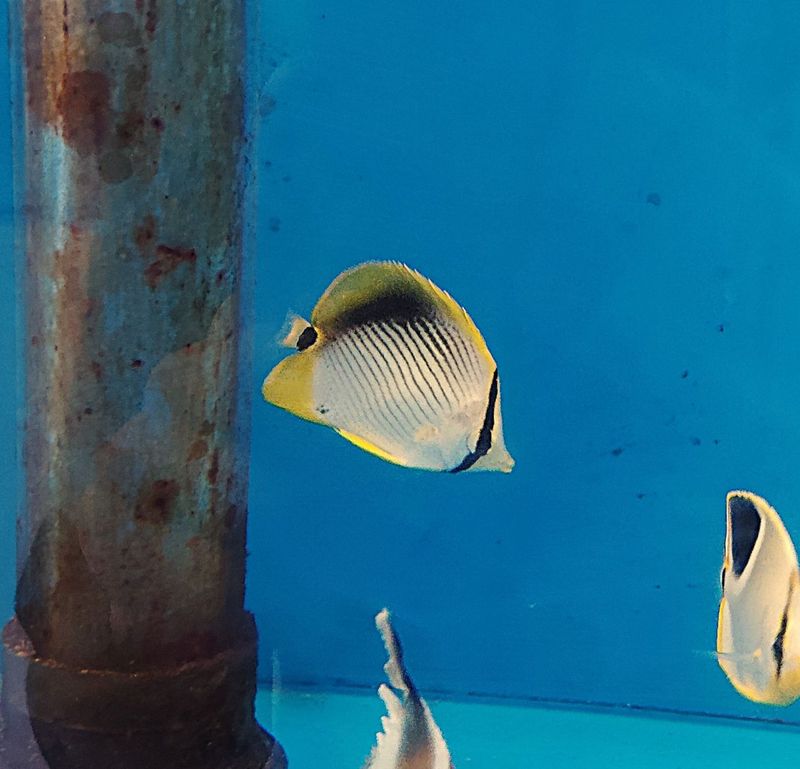 �����ܥΥ��祦����4-7�����塡�����컺