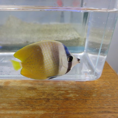 �ߥ�����祦����6-9�����塡�����컺