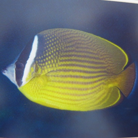 �ʥߥ��祦����12-15�����塡�����컺