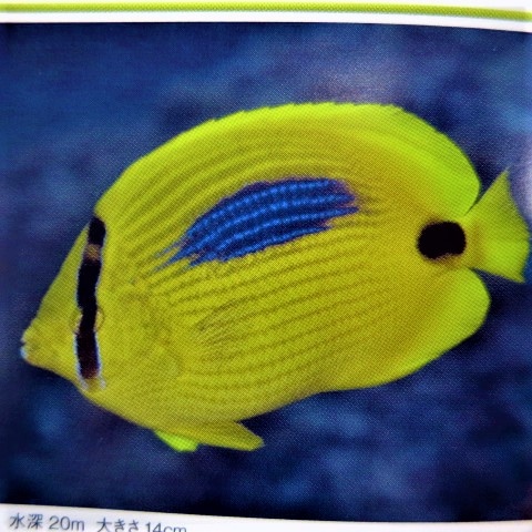 ���ߥĥ��ȥΥ��ޥ�������6-9�����塡�����컺