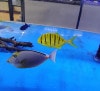 沖縄産　コガネシマアジ沖縄　　15-20　１匹のみ