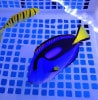 石垣島産　ナンヨウハギ沖縄　11-13　　早いもん勝ち　大特価