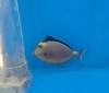 沖縄産　ミヤコテングハギ　　6-9　　