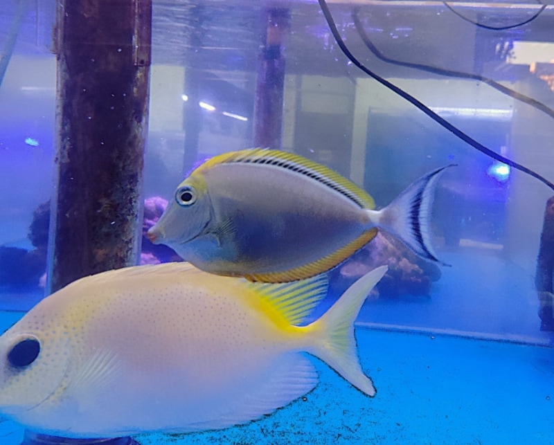 г绺ߥ䥳ƥ󥰥ϥ졡15-20