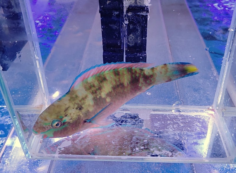 ���컺������֥�������11-15�ѡ�������ץ����