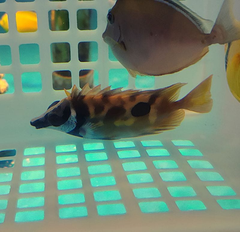 �г��绺���ҥե����������졡��7-12�����塡�����ٻ��β����Ǥ�