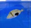 クラカケモンガラ　　7-10前後　　沖縄産