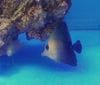 ゴマハギ　　4-7前後　　沖縄産