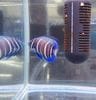 インドネシア産　アデヤッコ　幼魚　（ブルーフェイス）　6-8　　早いもん勝ち価格