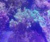 ハナヤサイサンゴ　　グリーン　　（M）　トンガ産