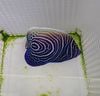 ウズマキヤッコ　　6-9前後　沖縄産　　サンプル画像になります