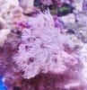 ウミアザミ　ホワイト　（M）　沖縄産