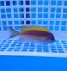 ベルスエンゼル　　10-15前後　　カレドニア産