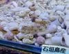 ホシギンポ　　4-7前後　沖縄産
