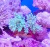 ヤワタタコアシ　グリーン　　（M）　沖縄産