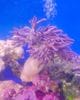 ヤナギトサカ　　パープル系　　（L）　沖縄産