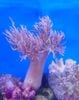 ヤナギトサカ　グリーン系　沖縄産　（LL）