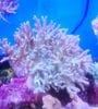 ヤナギトサカ　グリーン　沖縄産　（L）